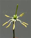  Androecium (rest stamens removed) and Pistil